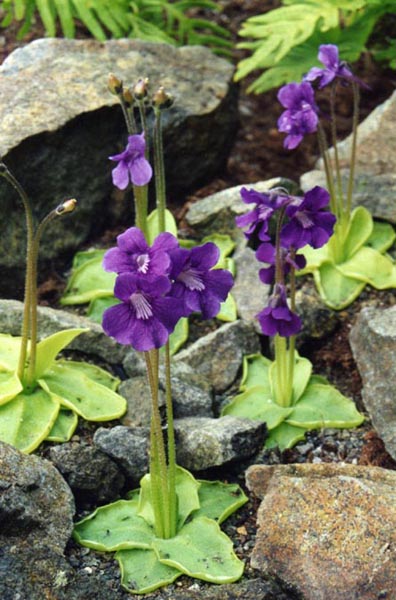 Pinguicula grandiflora photo